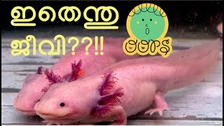 ഇതെന്ത് ജീവി ??!!😳😳🥶🥵😱 Axolotl breeding updates