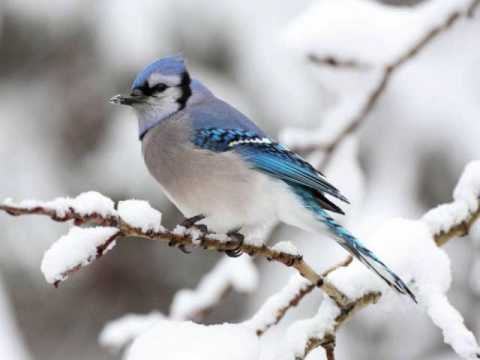 Raiso aho Jesoa - Karmela