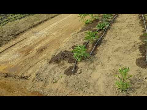 download lagu mp3 mp4 Do Peonies Bloom The First Year, download lagu Do Peonies Bloom The First Year gratis, unduh video klip Do Peonies Bloom The First Year