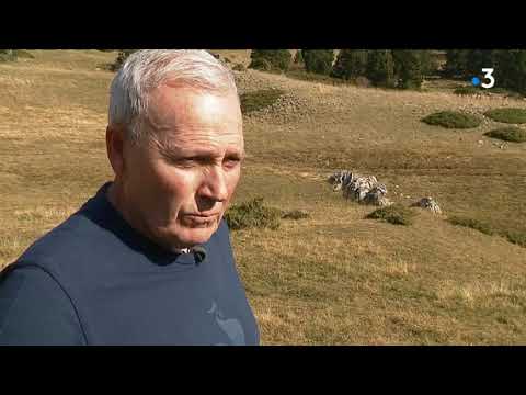 , title : 'Un loup mis à mort par des patous sur les hauts-plateaux du Vercors (Drôme)'