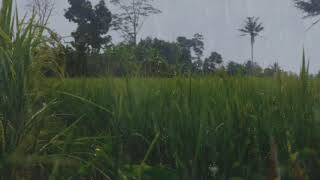 Download lagu Relaksasi Suara Hujan dan Suara Jangkrik Untuk Mencegah Gangguan Tidur mp3