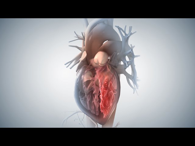 Video Aussprache von heart in Englisch
