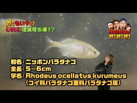 ＼オ！もいやり／​学内に絶滅危惧種！？​
