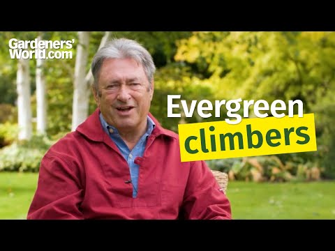 Five evergreen climbers
