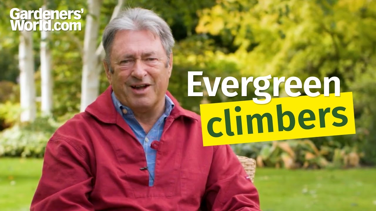 Five evergreen climbers