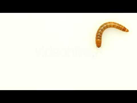 Moving Worm Isolated 4 Pack - Stock Footage | VideoHive 11164944