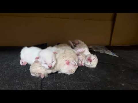 Dreamland Diaries 🐾