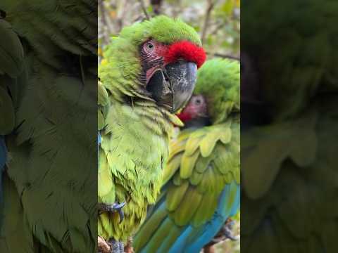 アオコンゴウインコが帰ってくる