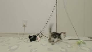 【VR180】おもちゃで遊ぶ生後一か月の子猫