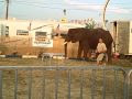 Dumbo The Elephant Upper SC State Fair 9 11 09