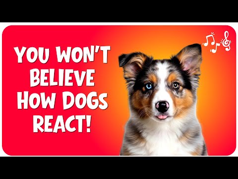 Dog Sound Test 2026 🐶 Sounds for Dogs Reacting Funny