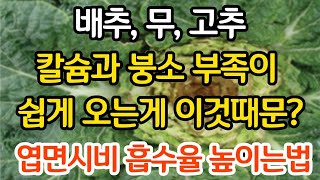 배추, 무, 고추 칼슘 붕소 부족이 이것때문에 쉽게 온다고? 엽면시비 흡수율 높이는법