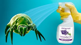 How To Get Rid of Dust Mites NATURALLY (With Eucalyptus Oil)