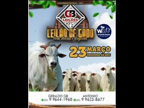 LEILÃO DE GADO DE CORTE - GB LEILÕES COLINAS DO SUL - GO - 23/03/2026