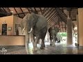 Elephants Cut Through Hotel Lobby To Get To Mango Tree