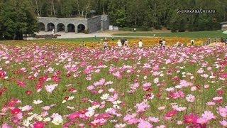 preview picture of video '滝野すずらん丘陵公園のコスモスフェスタ - 札幌市 2013 Cosmoses in full bloom'