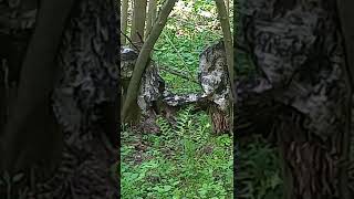 Two albino tigers tear apart a captured zebra.