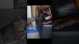 貓狗近距離互動 #brotherhood #cute #dogstaycation #pets #貓咪日常 #friendship #animals #cat