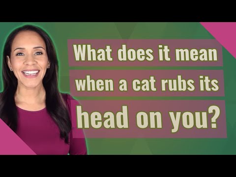 What does it mean when a cat rubs its head on you?