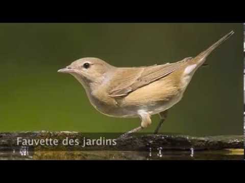download lagu mp3 mp4 Fauvette Des Jardins, download lagu Fauvette Des Jardins gratis, unduh video klip Fauvette Des Jardins