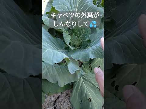 キャベツの病気：原因と治療法は何ですか？  庭園