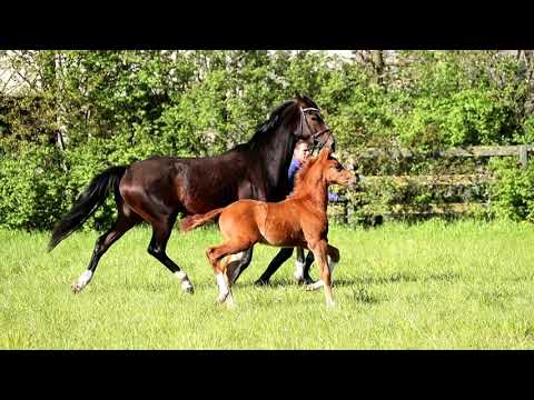 Hengstfohlen von Borsalino