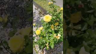 Rose Petals , Australia ll Variety of Roses grown in Australia ll