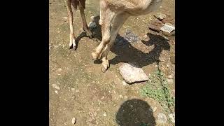 Download lagu goat paralysis Full treatment /Bakri ko lakwa k pura ilaj in hindi mp3