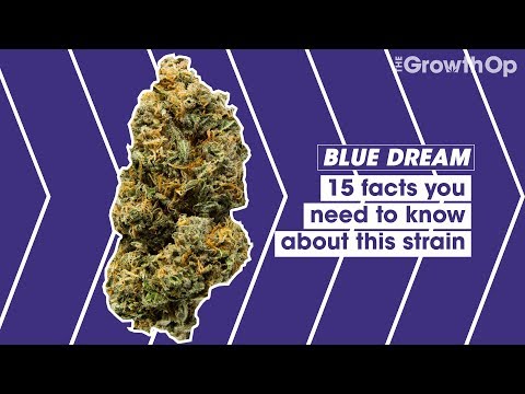 15 facts you need to know about Blue Dream | Strain Facts