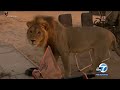 Wild Lion Walks Into Family S Campout While On African Safari