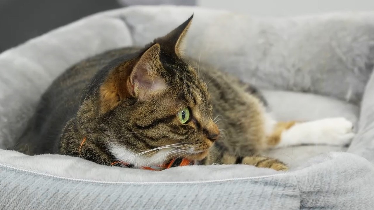 【泣ける口コミ朗読ライブ】くらしのマーケットとお酒といい話　第11夜