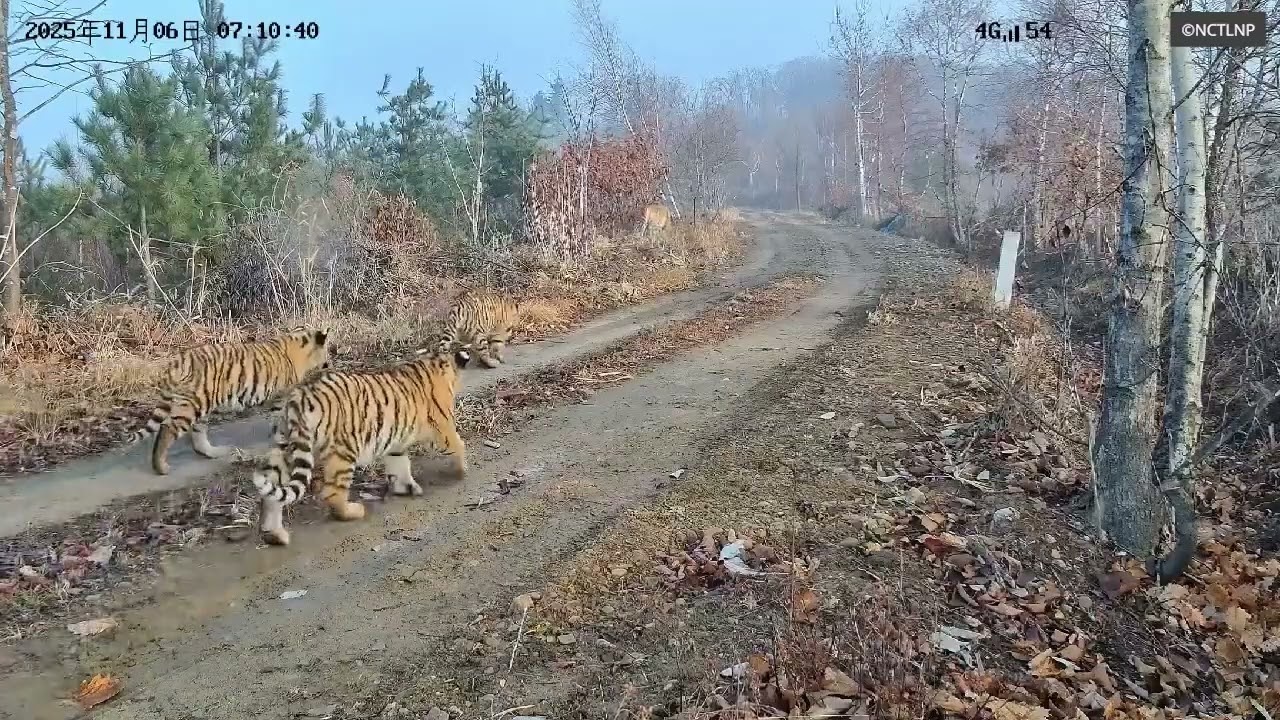 First time on camera! A tigress and five cubs in Northeast China