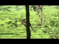 Leopard Jumping From Tree To Tree