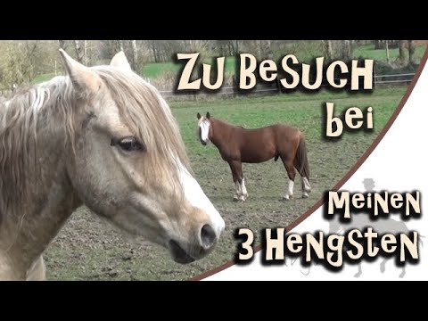 Zu Besuch bei meinen Hengsten - So leben Dylan, Flip + Da Vinci momentan - März 2020