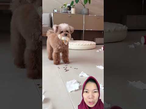 Teman baru Doggi‼️ robot canggih | @miso_ara
