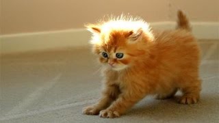 Funny Videos 2014 - Funny Cats Video - Funny Cat Videos Ever - Funny Animals Funny Fails 2014