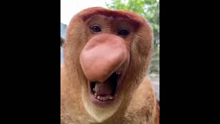 Download lagu The sound of a proboscis monkey mp3