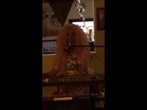 Sunčica Predić - A sara pe strada & Zajdi - UŽIVO