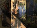 Nantachie Gator 1