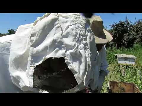 Clase 3: APICULTURA TRADICIONAL