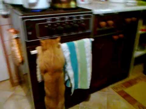 Kot lesiu obsługuje piekarnik :)