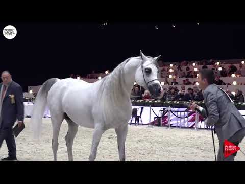 N.143 ES HARIR - Paris 2018 - Senior Stallions (Class CM 6B)