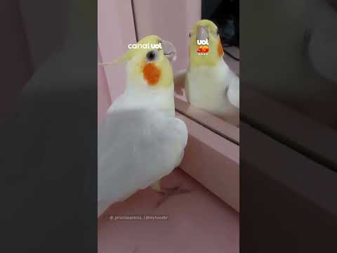 Calopsita aprende a miar depois de conviver com filhote de gato
