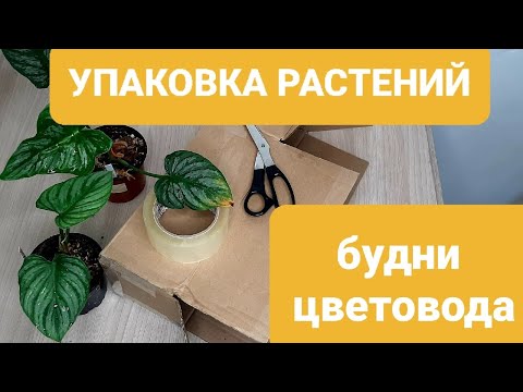 УПАКОВКА РАСТЕНИЙ /КАК ОТПРАВИТЬ ЦВЕТЫ ПОЧТОЙ РОССИИ / ПОДГОТОВКА