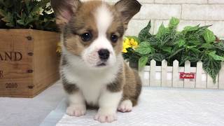 Video preview image #1 Pembroke Welsh Corgi Puppy For Sale in SAN FRANCISCO, CA, USA