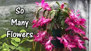 So Many Flowers, But How?