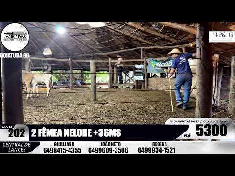 Leilão de gado em Goiatuba Goiás,  13/06/2026 - Mata Preta  Leilões - 14:30 Hs