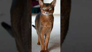 Download lagu 5 Rekomendasi ras kucing yang ramah anak#shorts mp3