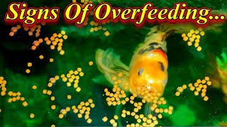 Are you Overfeeding?... Signs And Symptoms |Things To Avoid / Fish Aquarium Tamil