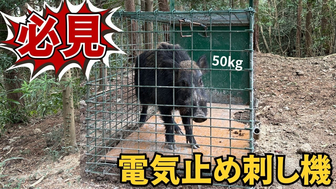 多くの猟師が選ぶ必須アイテム「電気止め刺し機」